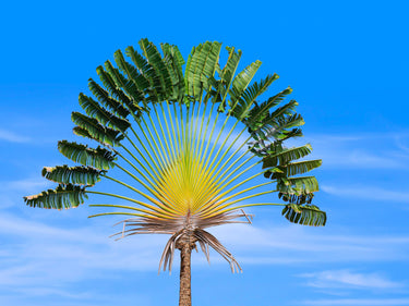 10 TRAVELLER'S PALM TREE Ravenala Madagascariensis Flower Houseplant Seeds